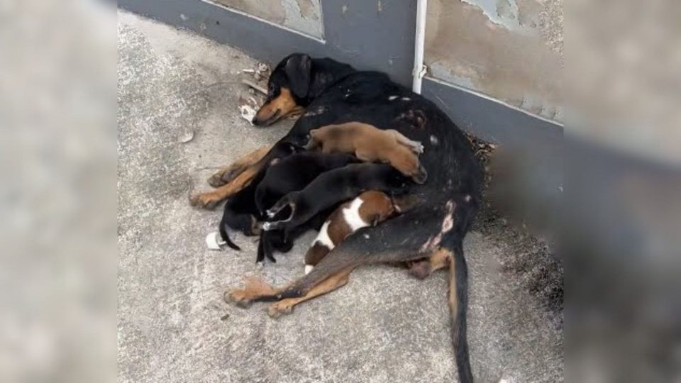 A Loving Mother Dog Tenderly Cared for Her Puppies Despite Being Injured, and Then Something Truly Remarkable Occurred