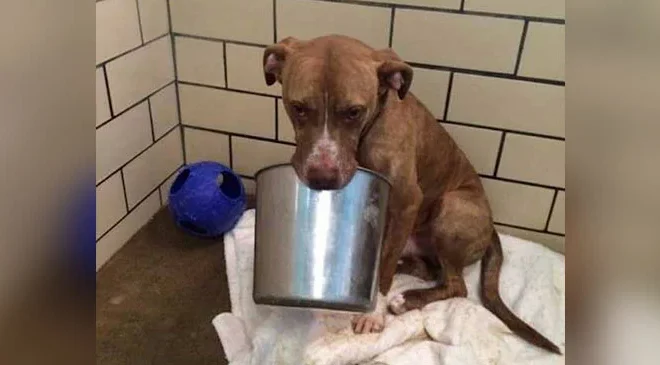 A Lost and Lonely Shelter Dog, Bereft Without His Beloved Bucket, Finally Finds a Loving Home