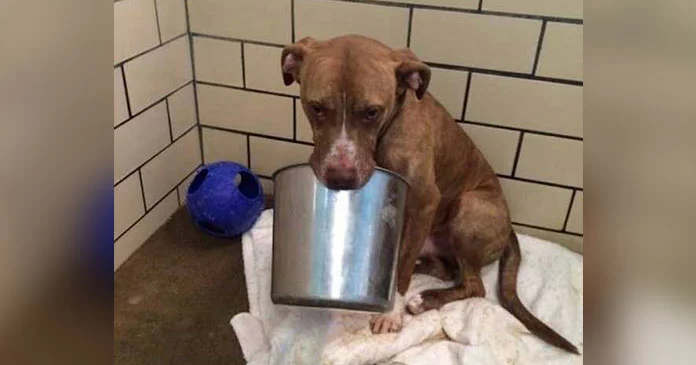 A Lost and Lonely Shelter Dog, Bereft Without His Beloved Bucket, Finally Finds a Loving Home