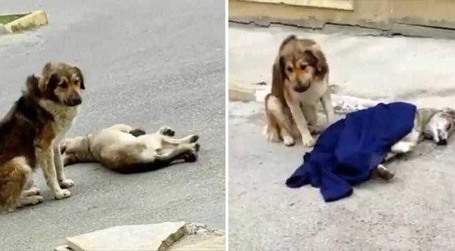 A Faithful Homeless Dog Remains by His Injured Friend’s Side Following a Car Accident