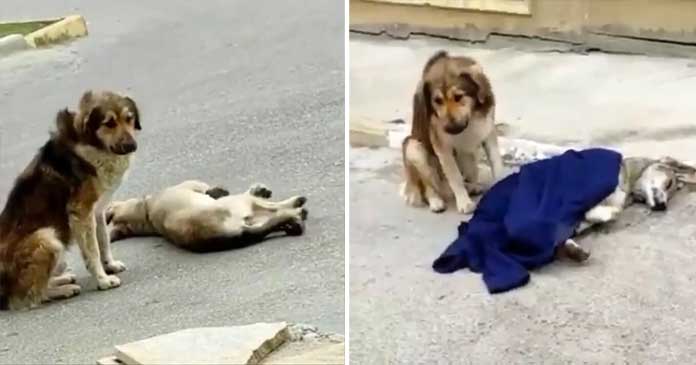 A Faithful Homeless Dog Remains by His Injured Friend’s Side Following a Car Accident