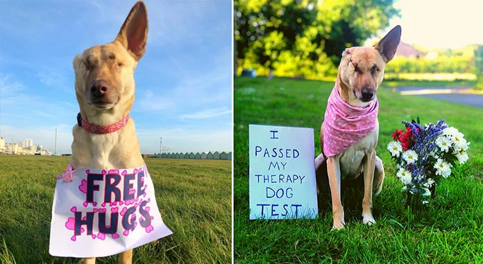 Maggie, a pregnant dog who was shot 17 times, has transformed into a source of joy and healing as a therapy dog