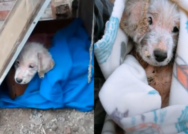 ‘Forsaken’ Puppy Awaits Rescue, Overwhelmed with Sadness Following Severe Neglect