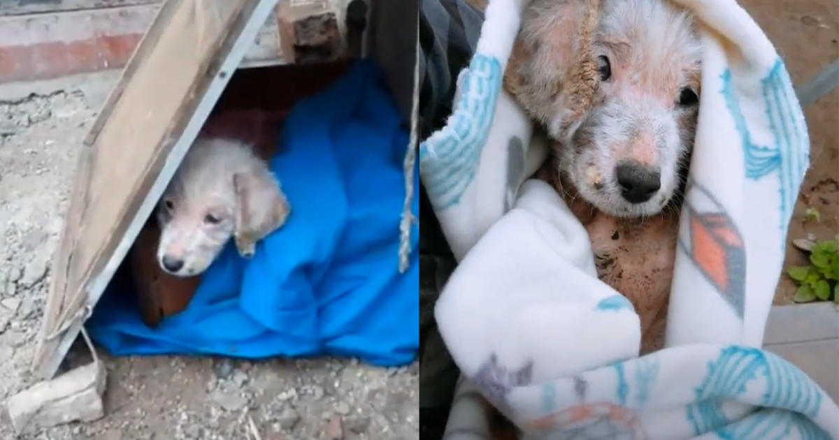 ‘Forsaken’ Puppy Awaits Rescue, Overwhelmed with Sadness Following Severe Neglect