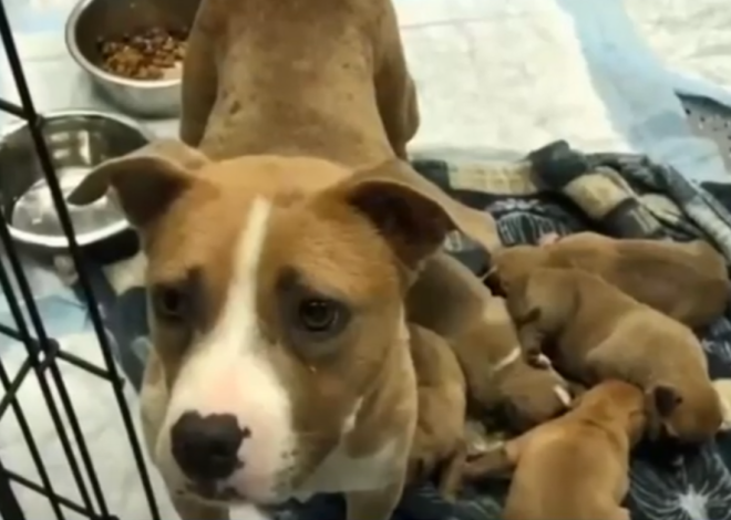 Rescued dogs start a new chapter in foster care after being discovered in a suitcase