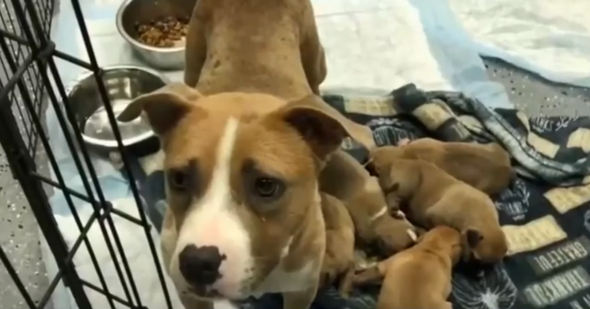 Rescued dogs start a new chapter in foster care after being discovered in a suitcase