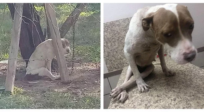 A Neglected Dog, Chained to a Tree and Unable to Move, Finally Gets Rescued