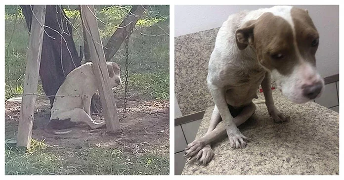 A Neglected Dog, Chained to a Tree and Unable to Move, Finally Gets Rescued