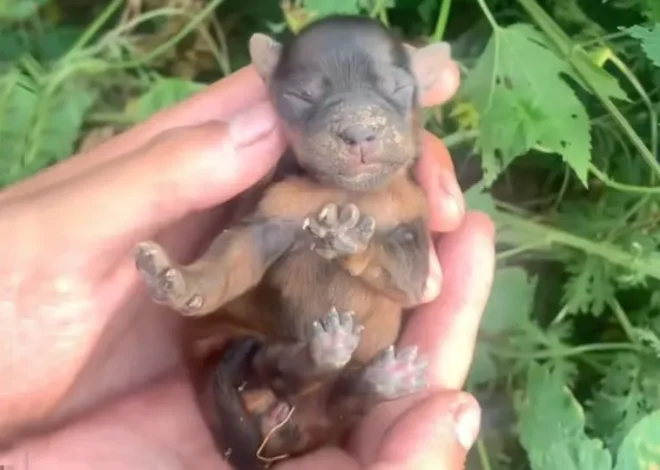 A Compassionate Bystander Discovered a Newborn Puppy Hidden in the Bushes and Immediately Rushed to Help