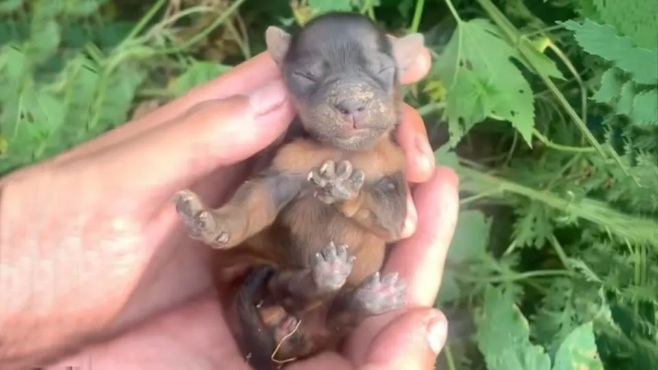 A Compassionate Bystander Discovered a Newborn Puppy Hidden in the Bushes and Immediately Rushed to Help