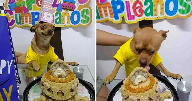 A small dog is overjoyed as his family celebrates his ‘birthday’ and organizes a surprise party for him