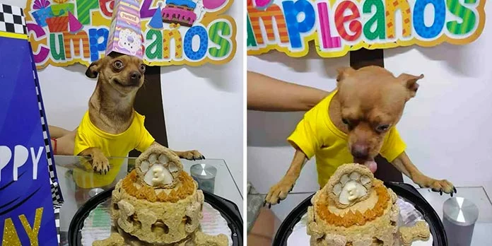 A small dog is overjoyed as his family celebrates his ‘birthday’ and organizes a surprise party for him