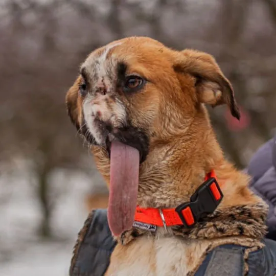 Dog that lost its nose after multiple gunshots finds a home in the UK