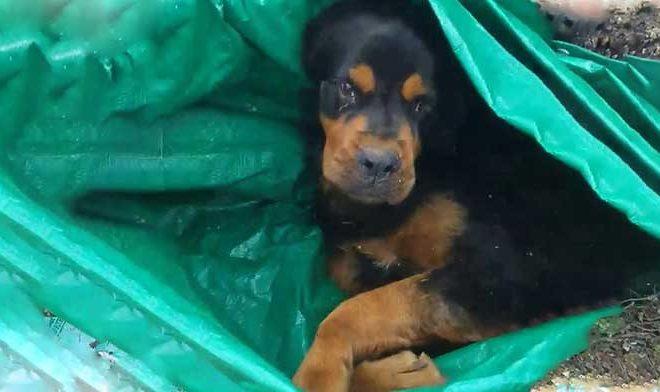 Paralyzed Rottweiler Abandoned Near a Dumpster Undergoes a Complete Transformation