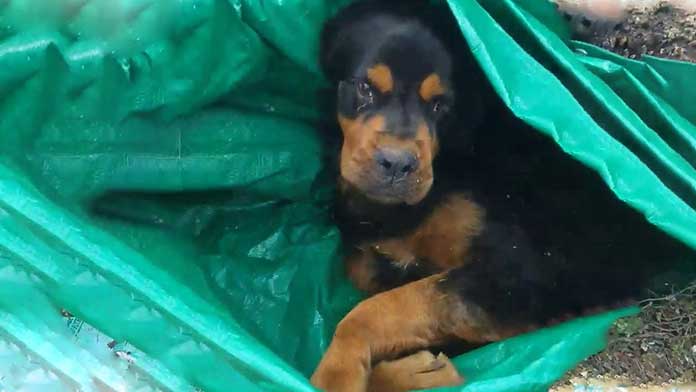 Paralyzed Rottweiler Abandoned Near a Dumpster Undergoes a Complete Transformation