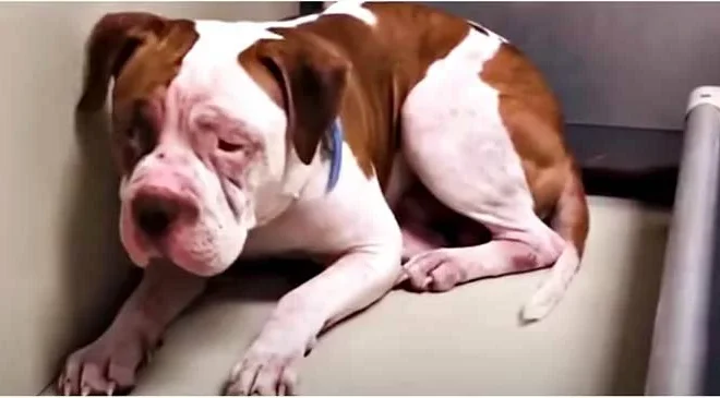 A Pit Bull, trembling in fear, refused to leave the corner of the shelter until he heard a voice that made him slowly inch forward