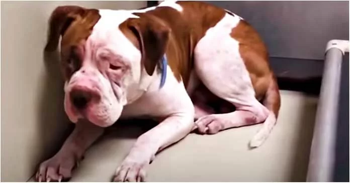 A Pit Bull, trembling in fear, refused to leave the corner of the shelter until he heard a voice that made him slowly inch forward