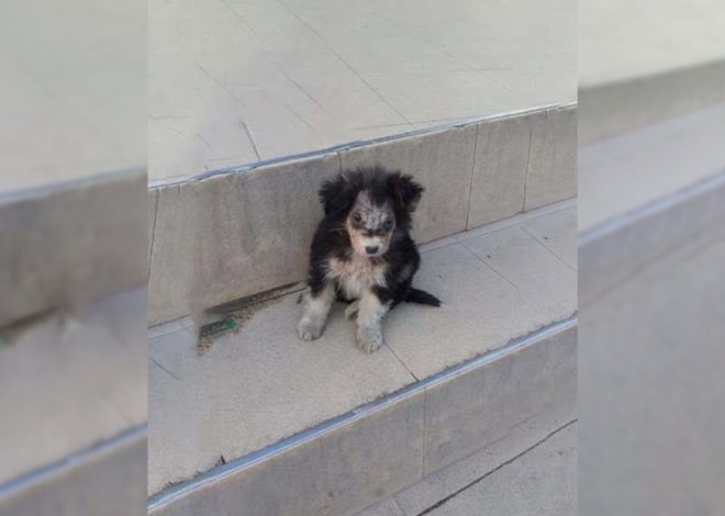 A puppy standing near a supermarket was waiting for help, and then something amazing happened