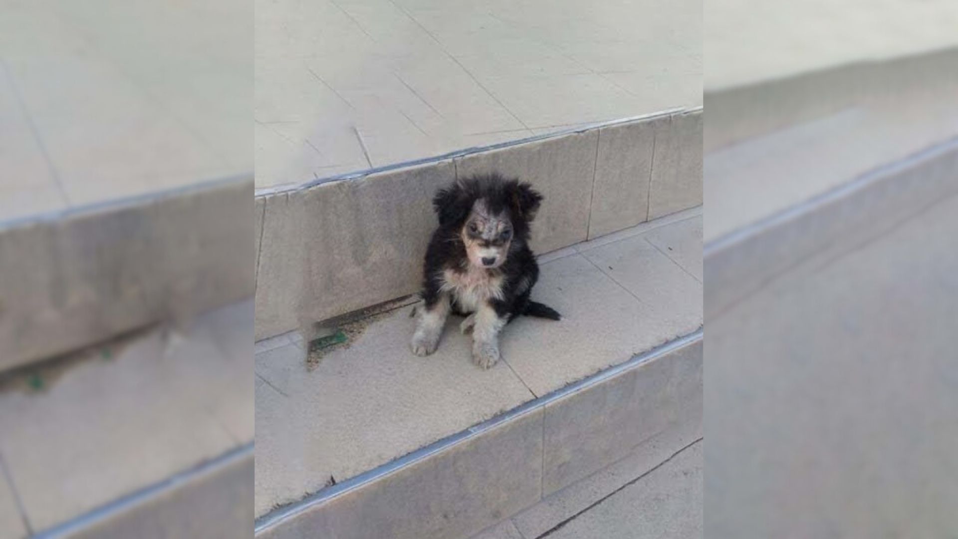 A puppy standing near a supermarket was waiting for help, and then something amazing happened