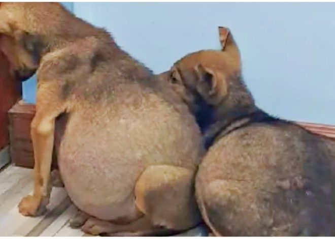 Swollen-bellied pups clung to one another and stared fearfully at a wall