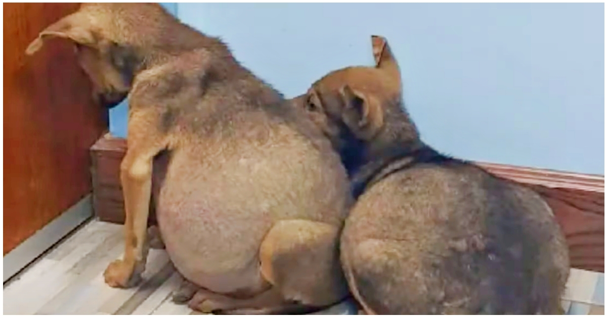 Swollen-bellied pups clung to one another and stared fearfully at a wall