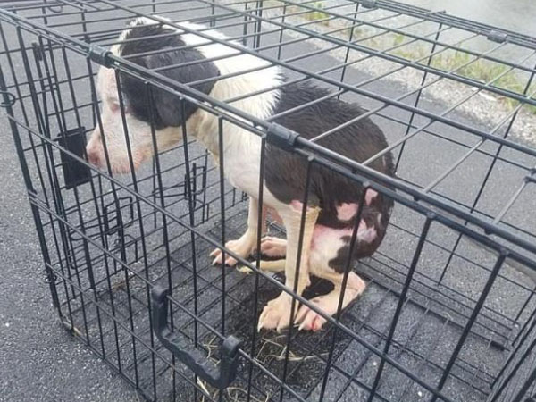 The dog was confined in a strong iron cage and heartlessly thrown into the river