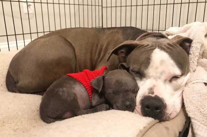 After losing her puppies, a pit bull finds unconditional love with an orphaned pup in a heartwarming story of hope