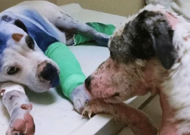 Abused Dog Provides Comfort to Neglected Puppy Newly Arrived at Shelter