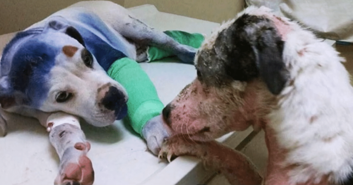 Abused Dog Provides Comfort to Neglected Puppy Newly Arrived at Shelter