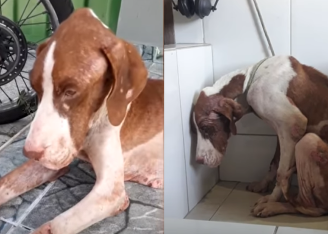 Emaciated and Despairing Canine Transforms After Being Rescued