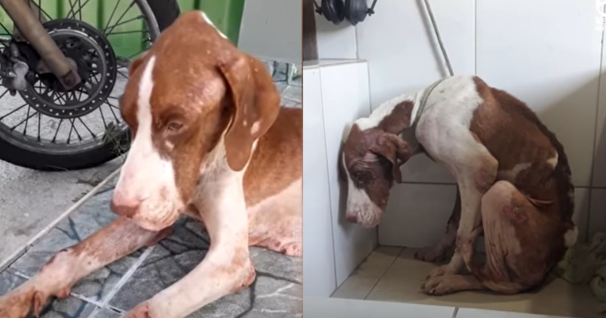 Emaciated and Despairing Canine Transforms After Being Rescued