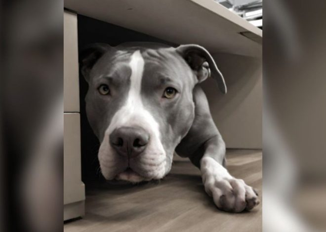 A Shelter Employee, Determined to Save a Sweet Dog from Euthanasia, Hid Her Under a Desk