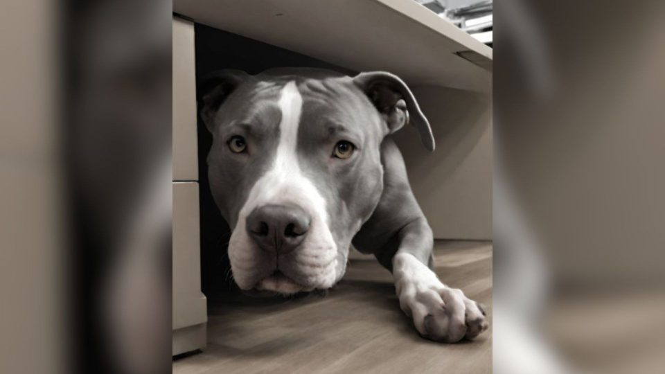 A Shelter Employee, Determined to Save a Sweet Dog from Euthanasia, Hid Her Under a Desk