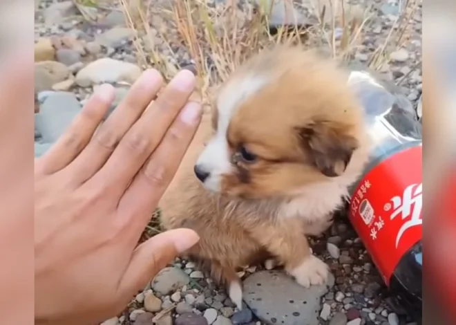 Man out biking encounters tiny puppy “as big as a soda bottle” and makes him his road dog