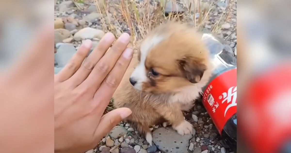 Man out biking encounters tiny puppy “as big as a soda bottle” and makes him his road dog