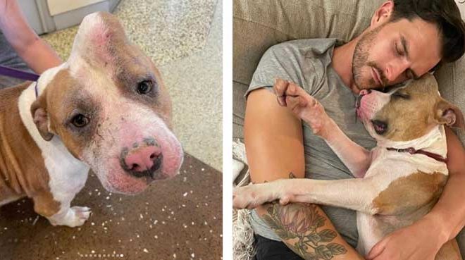 Dog with “Unicorn Horn” Rescued from High-Risk Shelter and Finds a Loving Family