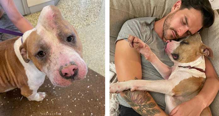 Dog with “Unicorn Horn” Rescued from High-Risk Shelter and Finds a Loving Family