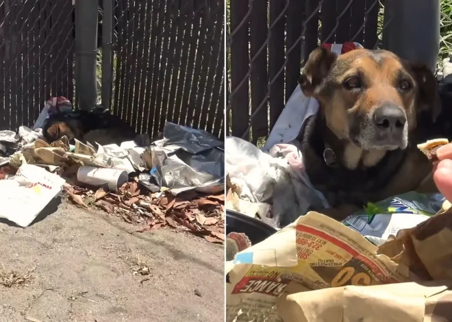 Rescuers come across a stray dog living amidst a heap of garbage and quickly take action to save the helpless animal