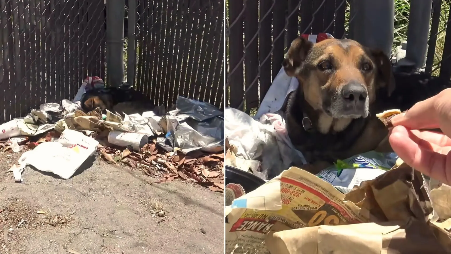 Rescuers come across a stray dog living amidst a heap of garbage and quickly take action to save the helpless animal