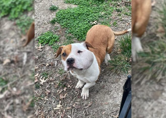 A Mailman Noticed a Dog in Desperate Need of Help and Went to Her Aid