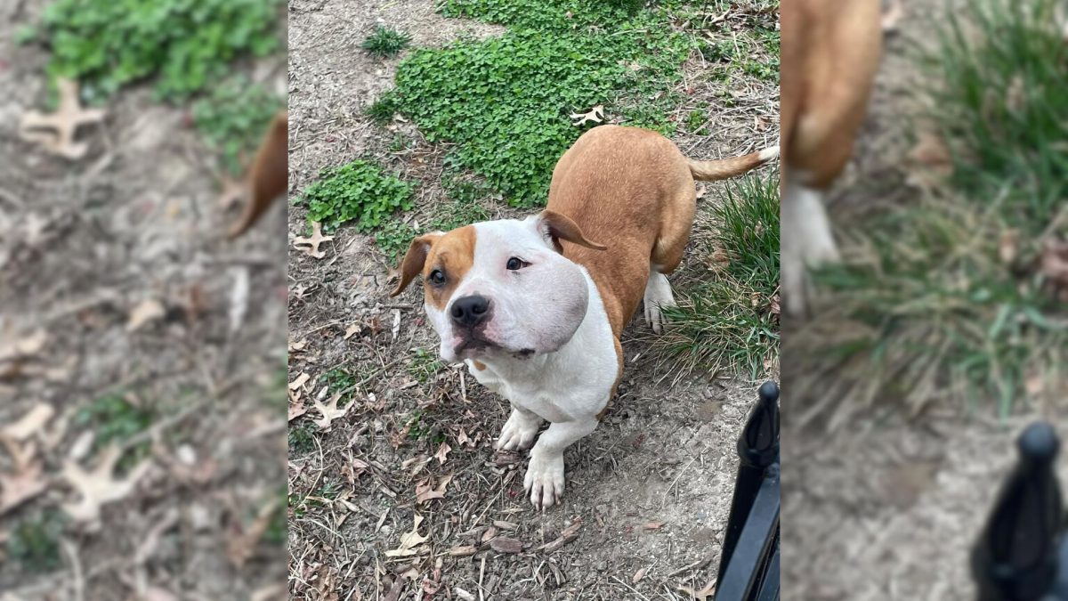 A Mailman Noticed a Dog in Desperate Need of Help and Went to Her Aid