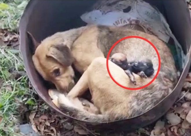 Heartbreak Unveiled: Observing the Deep Sorrow of a Mother Dog as She Mourns the Loss of Her Deceased Puppies