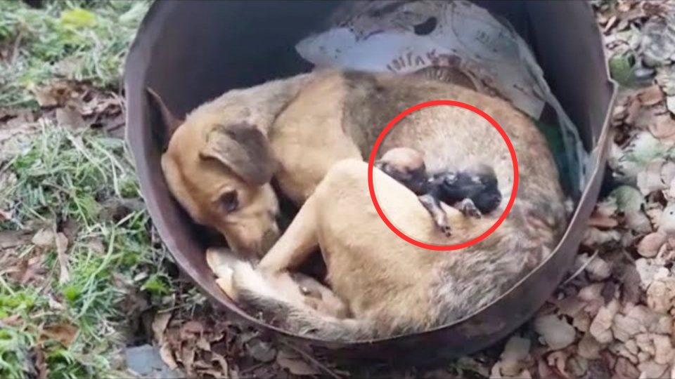 Heartbreak Unveiled: Observing the Deep Sorrow of a Mother Dog as She Mourns the Loss of Her Deceased Puppies