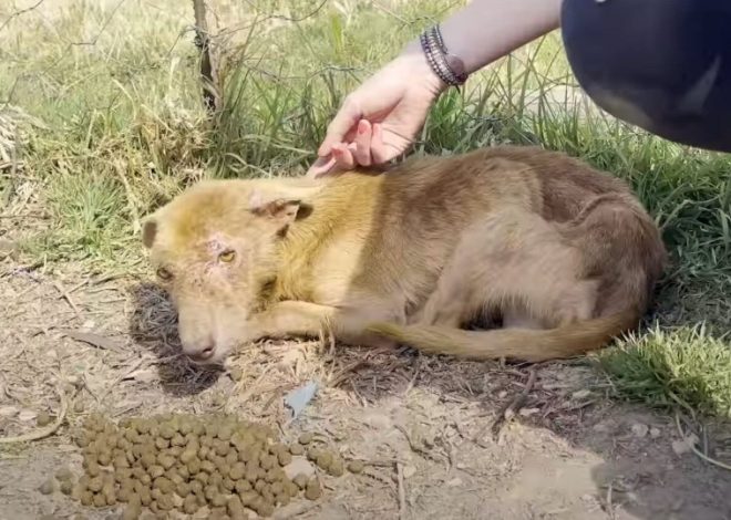 Miraculous Transformation: A Three-Legged Dog Overcomes Its Fear of Human Touch and Experiences a Remarkable Change in Coat Color After Being Rescued