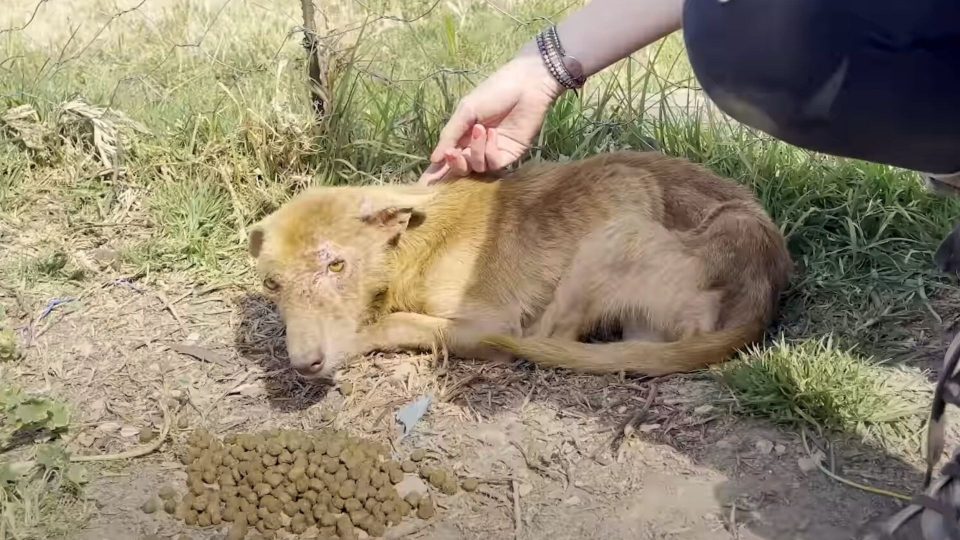 Miraculous Transformation: A Three-Legged Dog Overcomes Its Fear of Human Touch and Experiences a Remarkable Change in Coat Color After Being Rescued