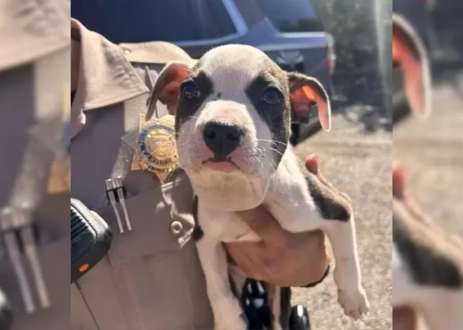 Truck Driver Noticed a Still Animal on Arizona Road: A Heartwarming Discovery