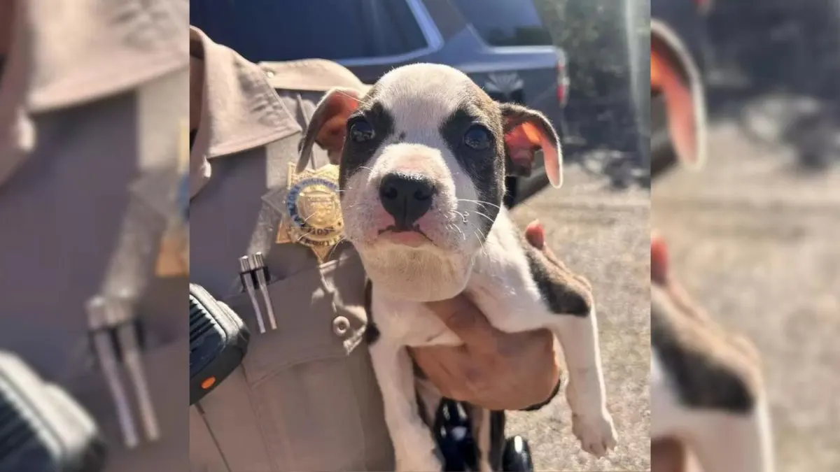 Truck Driver Noticed a Still Animal on Arizona Road: A Heartwarming Discovery