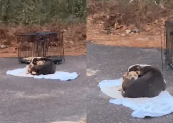 With a sense of urgency, a mother dog clutches her puppy tightly in the street, her joy evident as she sees her rescuers approaching