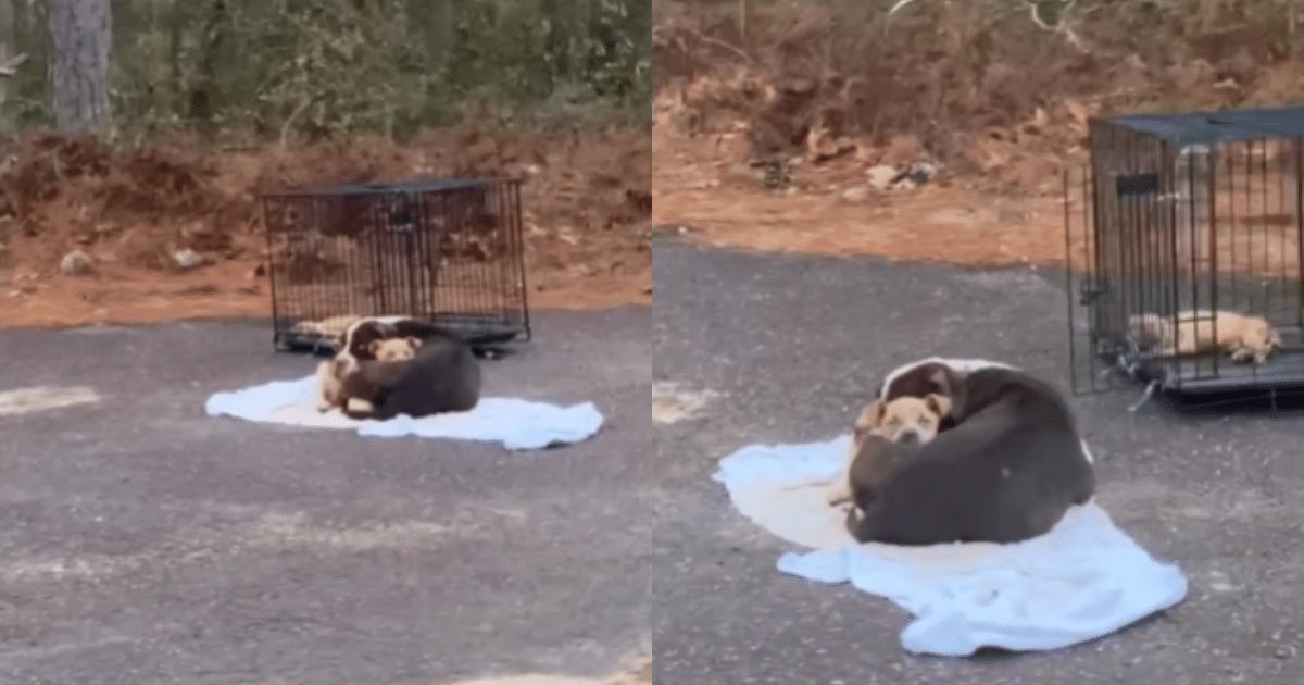 With a sense of urgency, a mother dog clutches her puppy tightly in the street, her joy evident as she sees her rescuers approaching