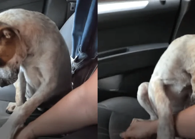 In a Heartwarming Display of Gratitude and Love, an ‘Abandoned’ Puppy Comforts His Rescuer